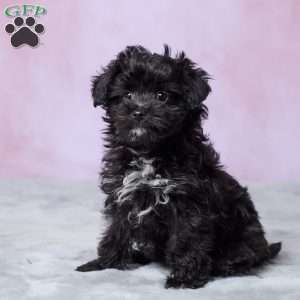 Oreo, Mini Aussiedoodle Puppy